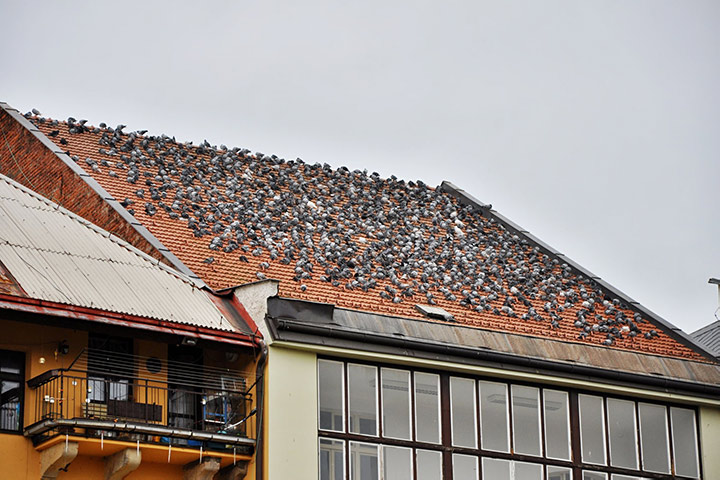 A2B Pest Control are able to install spikes to deter birds from roofs in Houghton Regis. 