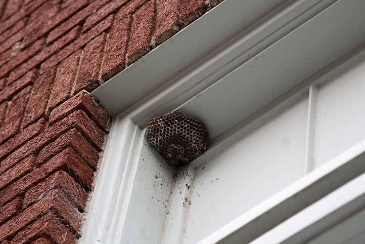 We provide a wasp nest removal service for domestic and commercial properties in Houghton Regis.